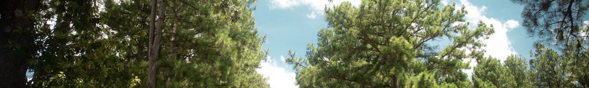 headerimage